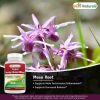 Horny Goat Weed Extract Libido Boost in Men and Women 60's - Image 5