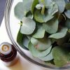 Eucalyptus Essential Oil 100% Natural for Allergy Relief - Image 2