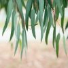Eucalyptus Essential Oil 100% Natural for Allergy Relief - Image 3