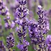 Lavender Essentials Oil 100% Natural 30ml for Relaxation - Image 3