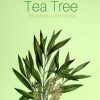 Tea tree essential oil 100% natural 30ml for pimple spot treatment - Image 3